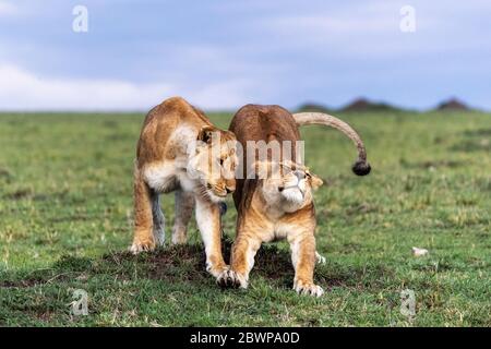 Two African lioness together snuggling and stretching in the Mara Triangle Conservancy Triangle, Kenya Africa Stock Photo