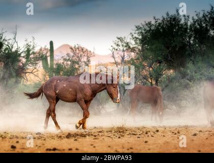 Beautiful stallion horse with battle scars on body running through the Tonto National Forest kicking up dust near the Salt River in Mesa, Arizona Stock Photo