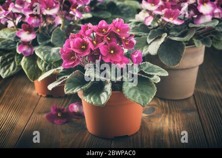 Potted Saintpaulia violet flowers. Planting potted flowers in rays of sunlight on wooden board. Stock Photo