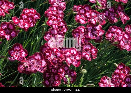Dianthus 'Alena' Dianthus Sweet William Stock Photo