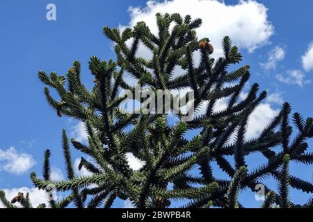 Monkey Puzzle Tree Araucaria araucana