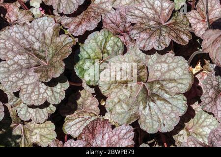 Heuchera Pewter Veil Stock Photo