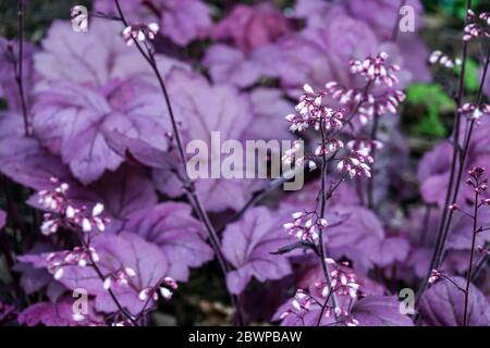 Heuchera 'Georgia Plum' Heuchera Flowers Purple Heucheras Leaves Stock Photo