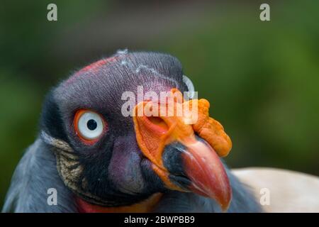 The King vulture is a large bird found in Central and South America. It is a member of the New World vulture family Cathartidae. Stock Photo