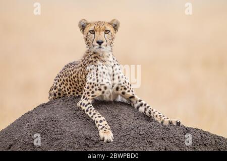 One alert adult female Cheetah resting on a termite mound in the Masai Mara Kenya Stock Photo