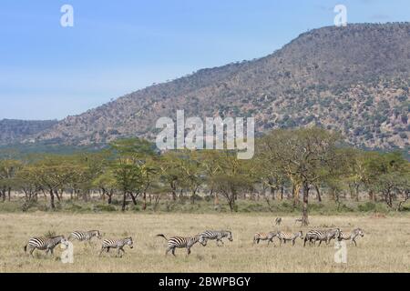 Zebra herd moving through an open area in the Serengeti National Park Tanzania Stock Photo