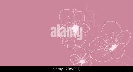 Background with flowers of cherry blossoms, white on pink Stock Vector