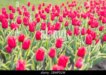 Field of tulips. Springtime bloom. Gardening tips. Growing flowers. Growing bulb plants. Enjoying nature. Soil for growing flowers. Growing perfect scarlet red tulips. Beautiful tulip fields. Stock Photo