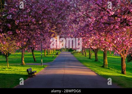 cherry trees, Dunfermline, Scotland, UK. Stock Photo