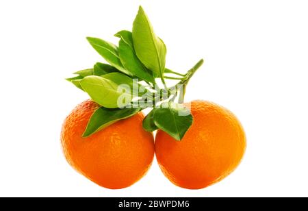 Two fresh and juicy tangerines with green leaf isolated on a white background. Fruit composition. Side view Stock Photo