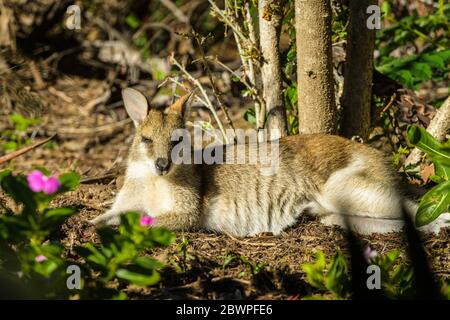 A young female agile wallaby laying down sunning itself in a garden bed in Carlyle Gardens in Townsville, North Queensland. Stock Photo