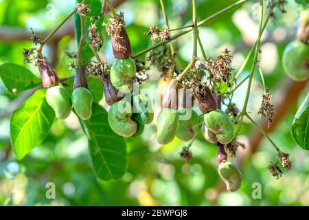 Cashew nut fruit or Anacardium occidentale on tree is about to ripen during the harvest. This is a fruit for oil-rich seeds with high nutritional valu Stock Photo