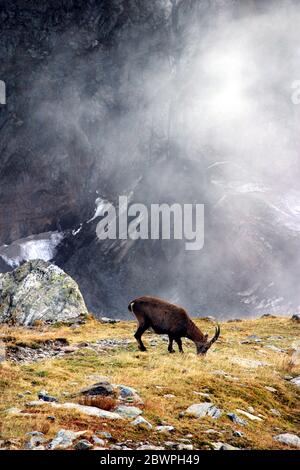 Wild goat at Nid d’Aigle in Mont Blanc, French Alps, France. Stock Photo