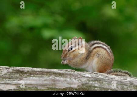 Eastern Chipmunk (Tamias striatus) standing on a login the woods, eating. Stock Photo