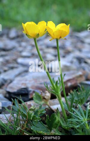 Ranunculus sartorianus - Wild plant shot in the spring. Stock Photo
