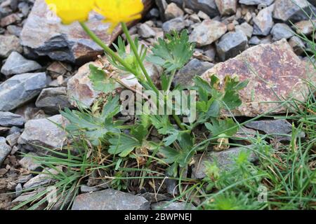 Ranunculus sartorianus - Wild plant shot in the spring. Stock Photo