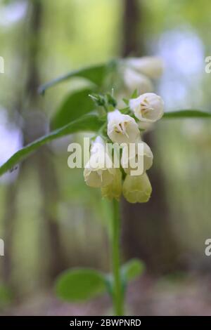 Symphytum tuberosum, Tuberous Comfrey. Wild plant shot in the spring. Stock Photo