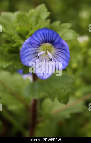 Veronica persica, Large Speedwell Field Speedwell. Wild plant shot in the spring. Stock Photo