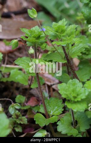 Veronica persica, Large Speedwell Field Speedwell. Wild plant shot in the spring. Stock Photo