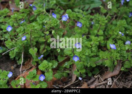 Veronica persica, Large Speedwell Field Speedwell. Wild plant shot in the spring. Stock Photo