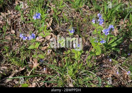 Veronica vindobonensis - Wild plant shot in the spring. Stock Photo