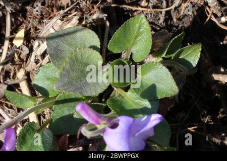 Viola rupestris, Teesdale Violet. Wild plant shot in the spring. Stock Photo