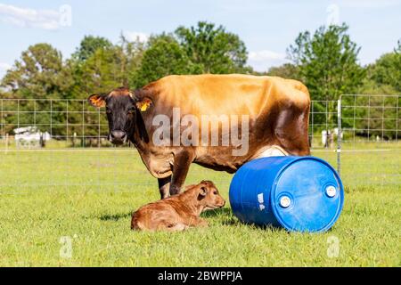 Jersey cow standing near her newborn calf in grass pasture Stock Photo