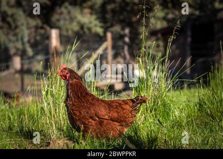 A curious red hen standing in front of tall green blades of grass