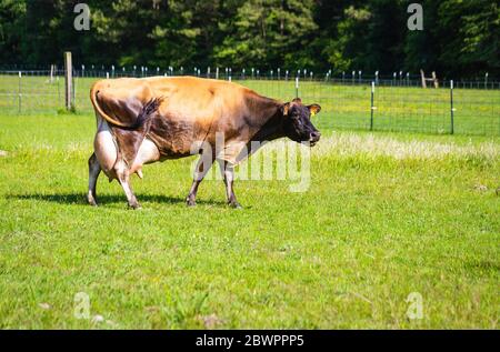 Jersey cow, with enlarged udder, just days after giving birth Stock Photo