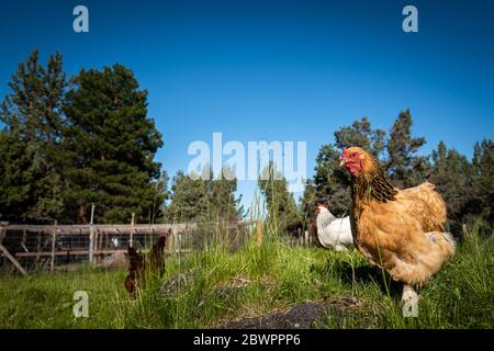 A curious orange and black hen standing in a lush green field with a bright blue sky in the background