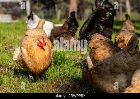 Various colors and breeds chickens feeding together in a lush green field Stock Photo