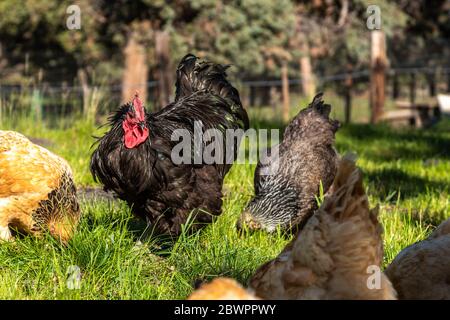 A beautiful black australorp rooster looking after his hens in a lush green field Stock Photo