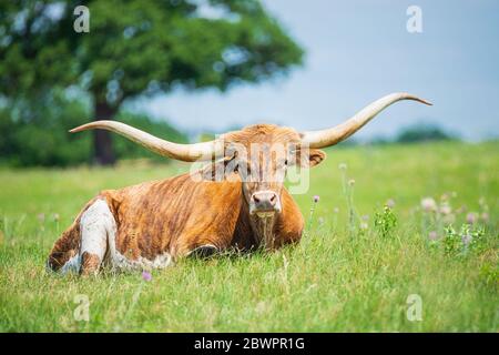 Texas longhorn lying down in the grass on the pasture Stock Photo