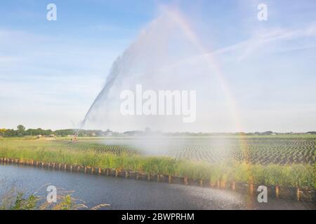 Sprinkler system sprays water over an agricultural field. Bright rainbow is caused by the diffraction of sunlight in water droplets. Stock Photo