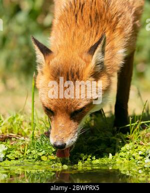 A wild male Red Fox (Vulpes vulpes) takes a drink from a pond, Warwickshire Stock Photo