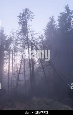 Trees in mist, Clwydian Range, North Wales Stock Photo