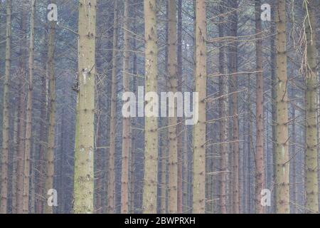 Trees in mist, Clwydian Range, North Wales Stock Photo