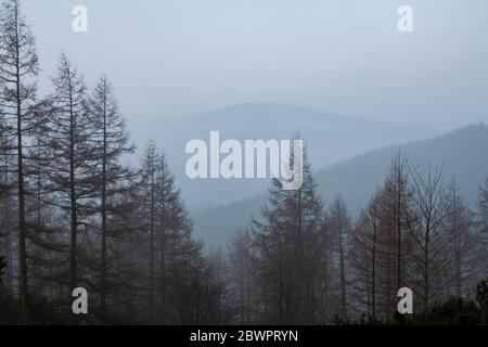 Trees in mist, Clwydian Range, North Wales Stock Photo