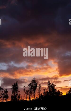 Trees at sunrise on Moel Famau, North Wales Stock Photo