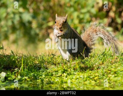 A Grey Squirrel (Sciurus carolinensis), Warwickshire Stock Photo