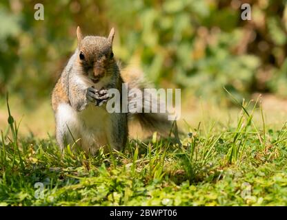 A Grey Squirrel (Sciurus carolinensis), Warwickshire Stock Photo