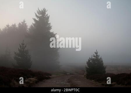Trees in mist, Clwydian Range, North Wales Stock Photo