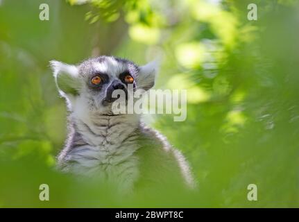 Ring tailed lemur (Lemur catta) sitting in a tree Stock Photo