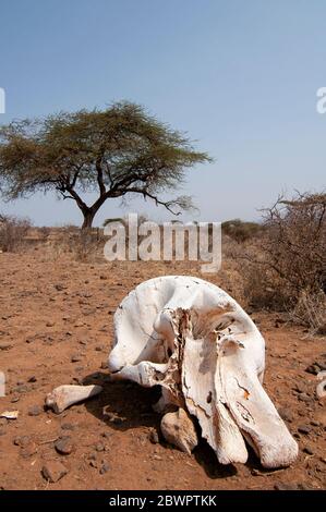 Elephant skull, African bush elephant, Loxodonta africana, in savanna. in Samburu National Reserve. Kenya. Africa. Stock Photo