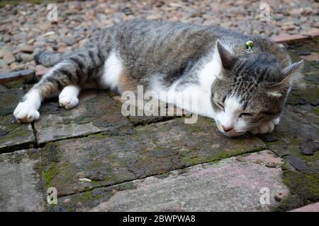 Cat sleeping in a garden, stock photo Stock Photo