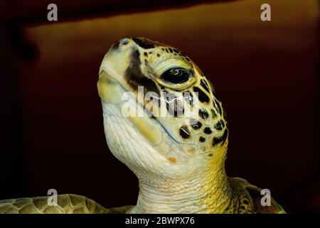 Turtles in water under rescue center and playing Stock Photo