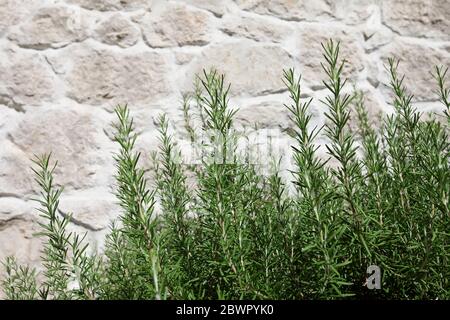 Green rosemary plants on rock wall background Stock Photo