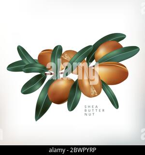 Vector Shea Butter Nuts with Leaves Illustration in White Background Stock Vector
