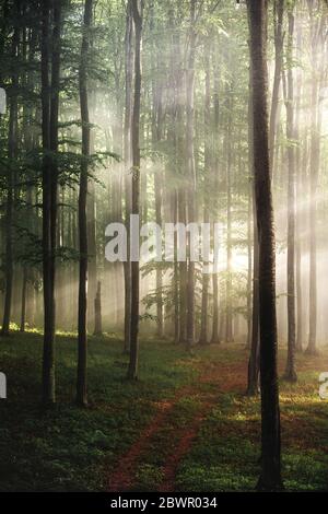 Foggy forest in the wilderness. landscape with bright sunlight through trees. Scenic woodland glowing sun rays Stock Photo