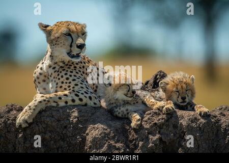 Cheetah lies on termite mound by cubs Stock Photo